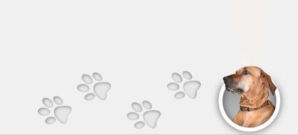 Dog Dog